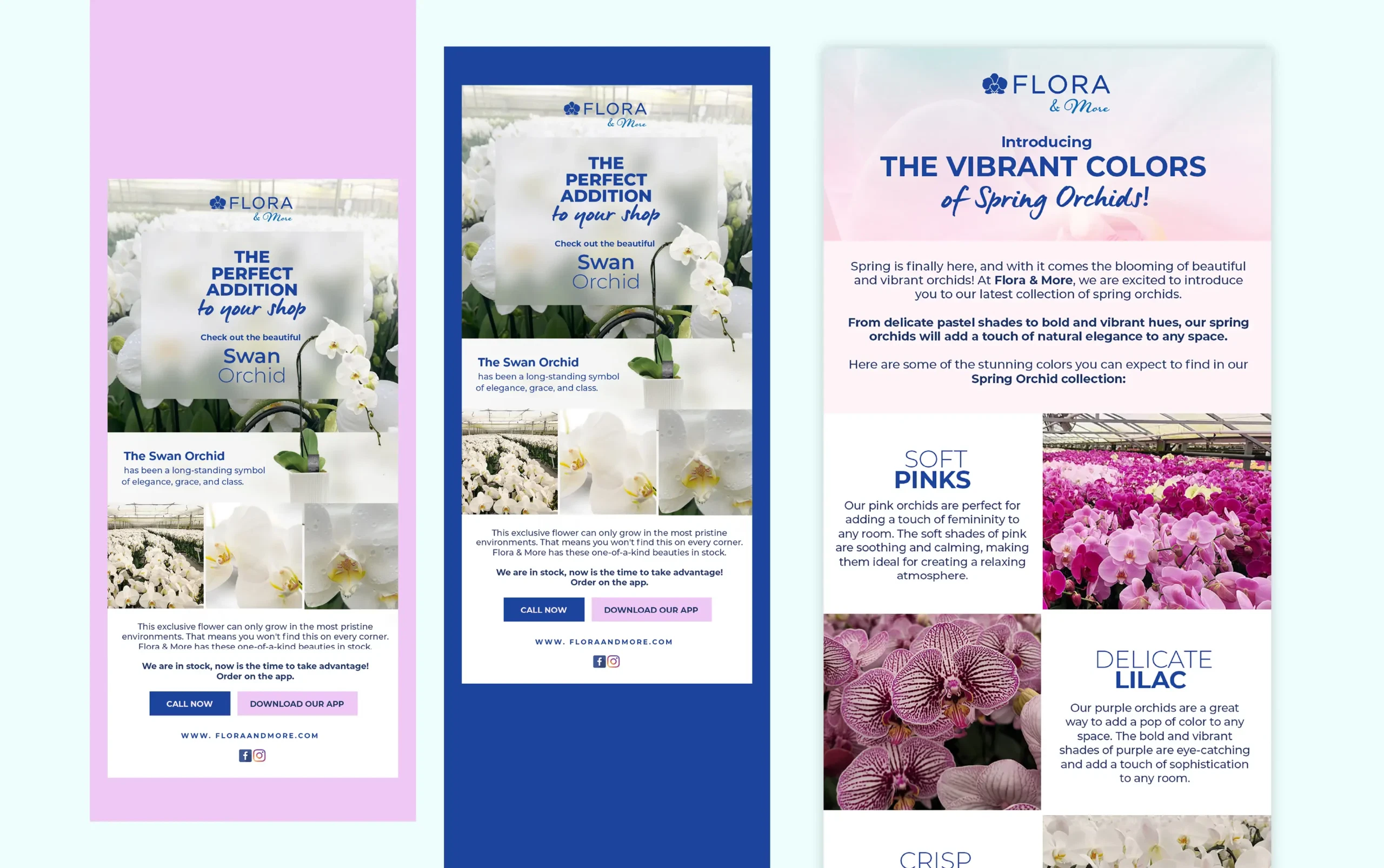 Colorful spring floral orchids featured in vibrant design layouts.
