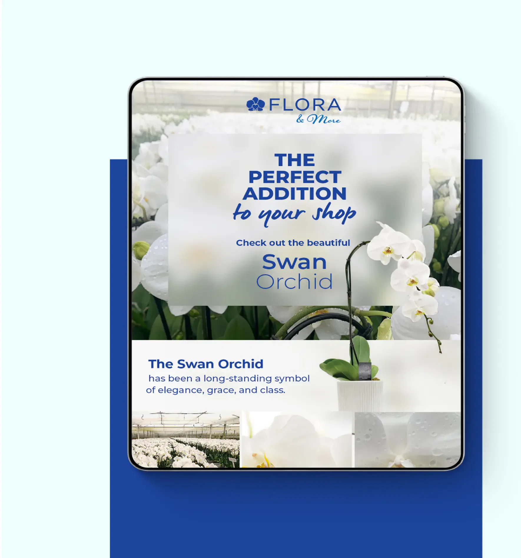 Elegant Swan Orchid display promoting floral shop addition with serene white blossoms.